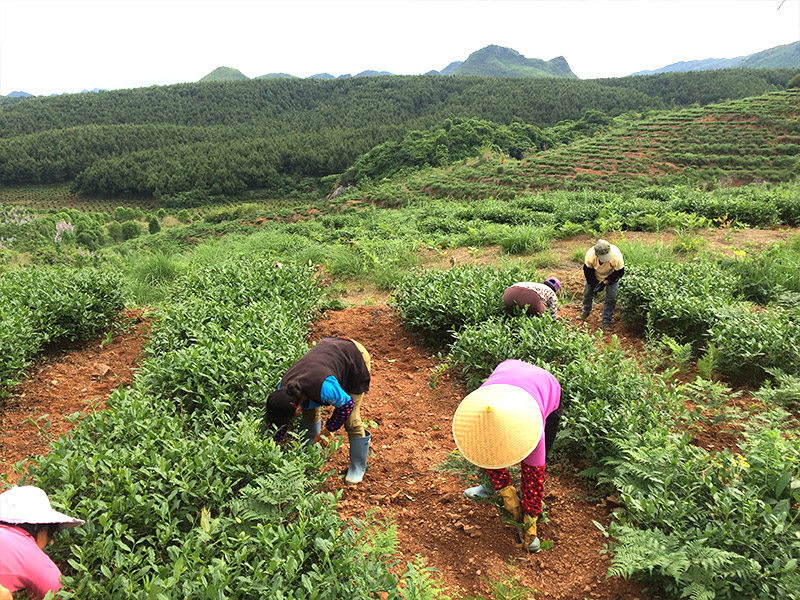 回龍圩基地除雜草